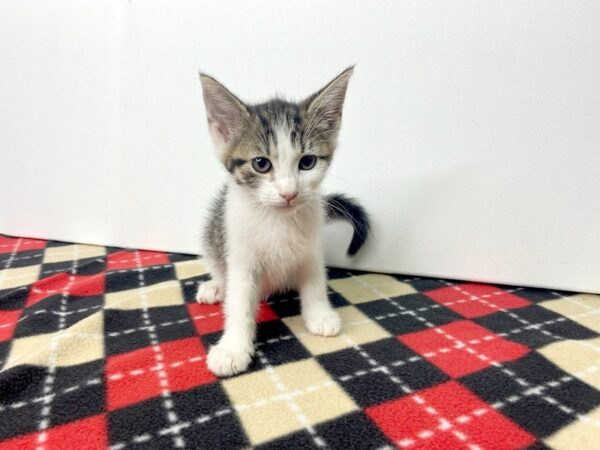 Adopt A Pet Kitten-CAT-Female-Brown and white tabby-2787-Petland Hilliard, Ohio