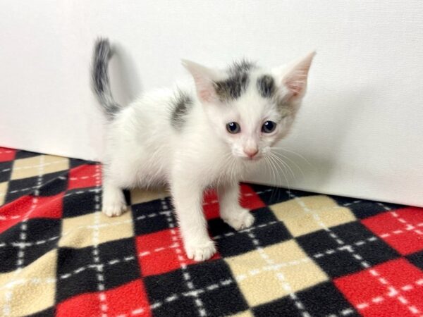 Adopt A Pet Kitten-CAT-Female-Brown and white tabby-2786-Petland Hilliard, Ohio