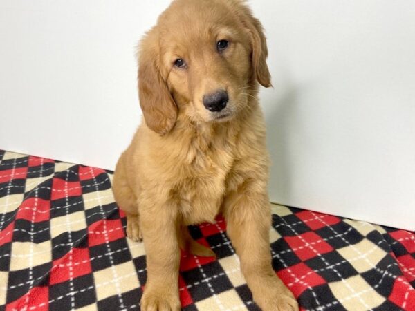 Golden Retriever-DOG-Female-Dark Golden-2780-Petland Hilliard, Ohio