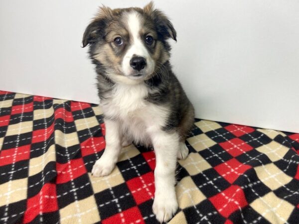 Aussiemo-DOG-Male-Sable-2778-Petland Hilliard, Ohio