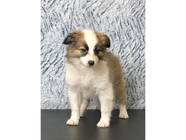 Aussiemo-DOG-Female-Sable & White-2807-Petland Hilliard, Ohio