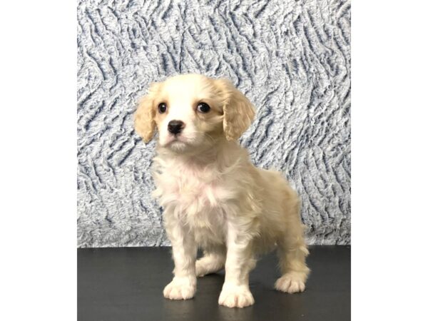 Cockalier-DOG-Male--2813-Petland Hilliard, Ohio