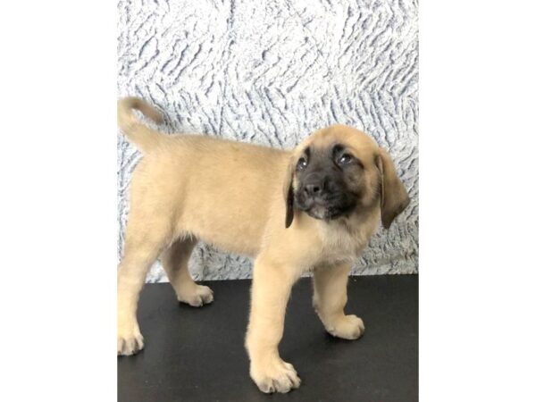 English Mastiff-DOG-Male-tan-2808-Petland Hilliard, Ohio