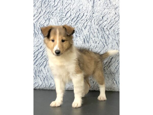 Shetland Sheepdog DOG Female Sable / White 2810 Petland Hilliard, Ohio