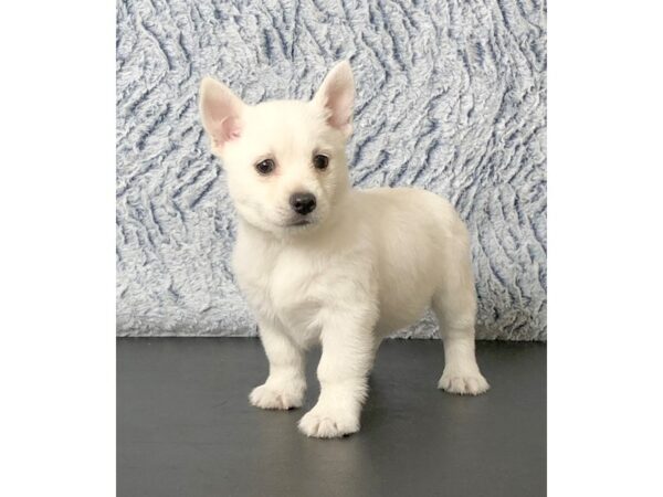 Westie-Pom-DOG-Male-White-2809-Petland Hilliard, Ohio