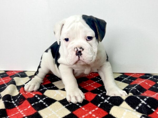 English Bulldog DOG Male Black + White 2795 Petland Hilliard, Ohio