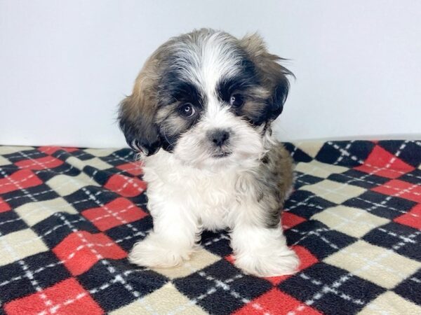 Teddy-DOG-Female-brown white-2794-Petland Hilliard, Ohio