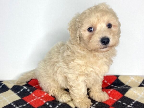 Poo Chon-DOG-Male-LIGHT RED-2792-Petland Hilliard, Ohio