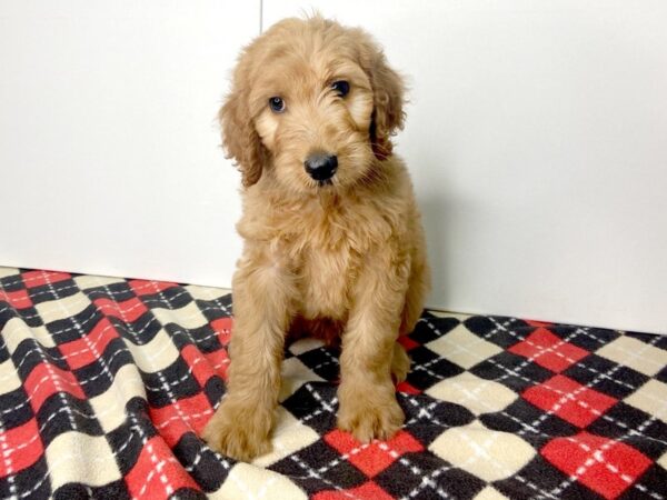 IrishDoodle-DOG-Male-Red-2791-Petland Hilliard, Ohio