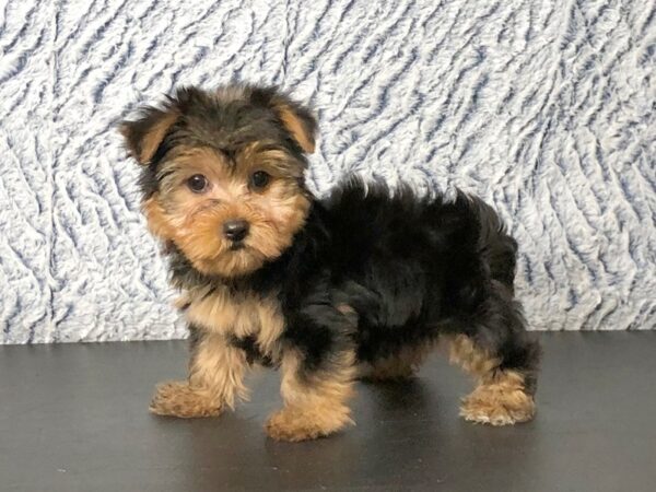 Yorkie-DOG-Female-black/brown-2811-Petland Hilliard, Ohio