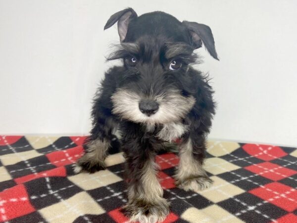 Miniature Schnauzer DOG Female Black / Silver 2796 Petland Hilliard, Ohio