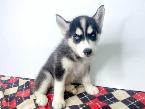 Siberian Husky-DOG-Male-Black / White-2798-Petland Hilliard, Ohio