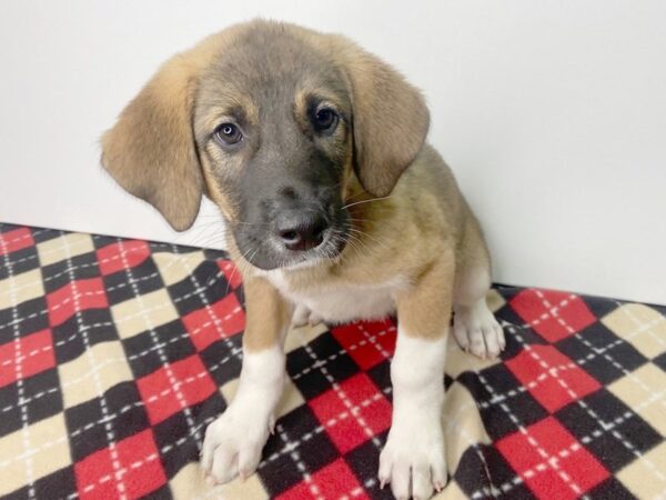 Akita/Bluetick Coonhound-DOG-Male-Fawn-2799-Petland Hilliard, Ohio