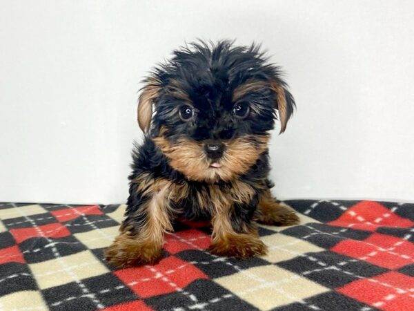 Yorkshire Terrier-DOG-Male-BLK TAN-2802-Petland Hilliard, Ohio