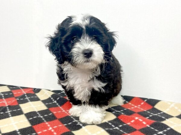 Havanese-DOG-Female-PARTI-2800-Petland Hilliard, Ohio