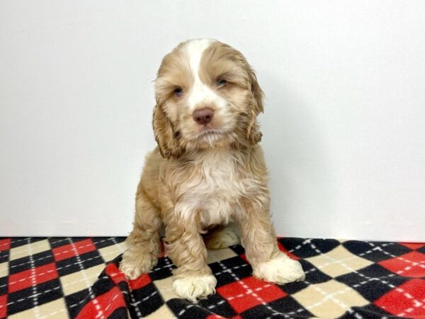 Cocker Spaniel DOG Male buff 2801 Petland Hilliard, Ohio