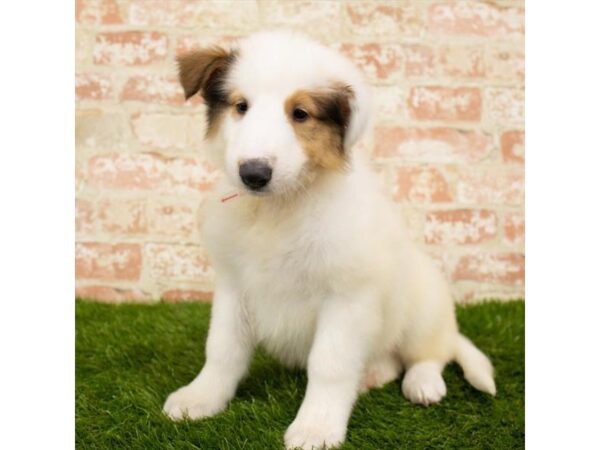 Collie-DOG-Male-White-2805-Petland Hilliard, Ohio