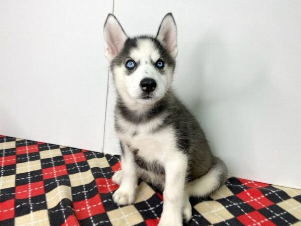 Siberian Husky-DOG-Female-Black / White-2804-Petland Hilliard, Ohio