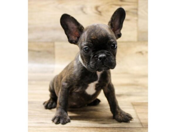 French Bulldog-DOG-Female-Brindle-2815-Petland Hilliard, Ohio