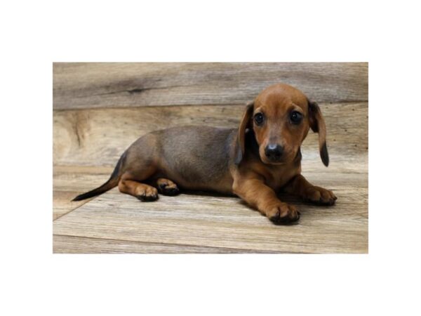 Dachshund-DOG-Female-Wild Boar-2816-Petland Hilliard, Ohio