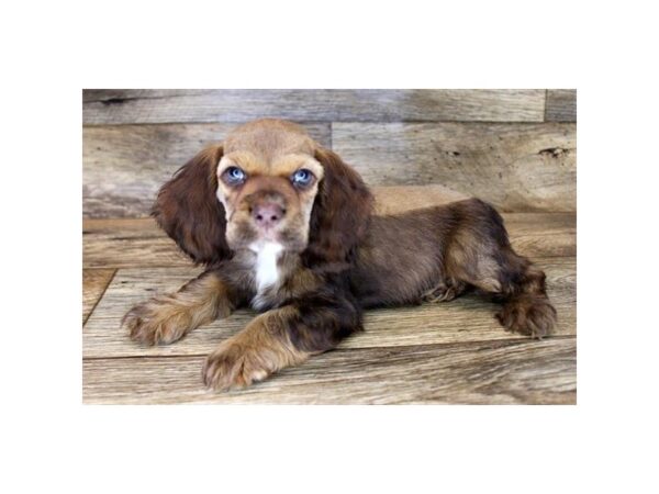 Cocker Spaniel-DOG-Female-Sable-2817-Petland Hilliard, Ohio