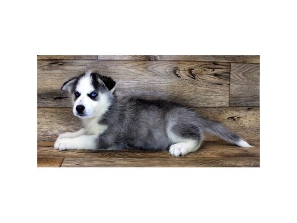 Siberian Husky-DOG-Male-Gray / White-2821-Petland Hilliard, Ohio