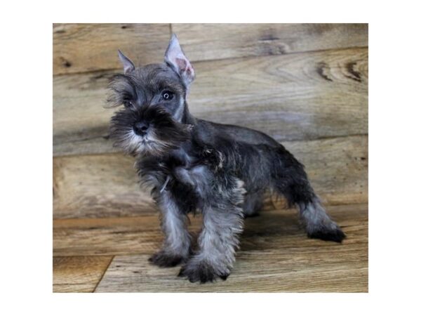 Miniature Schnauzer DOG Male Salt / Pepper 2822 Petland Hilliard, Ohio