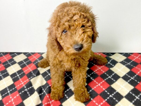 Goldendoodle-DOG-Female-Golden-2820-Petland Hilliard, Ohio