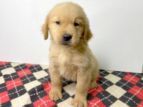 Golden Retriever-DOG-Female-Golden-2824-Petland Hilliard, Ohio