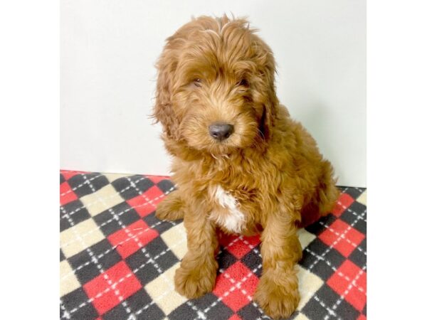 Goldendoodle-DOG-Male-Golden-2818-Petland Hilliard, Ohio