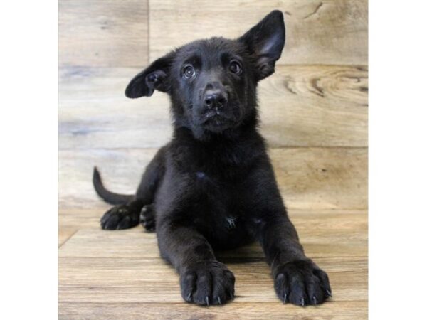 German Shepherd Dog-DOG-Female-Black-2826-Petland Hilliard, Ohio