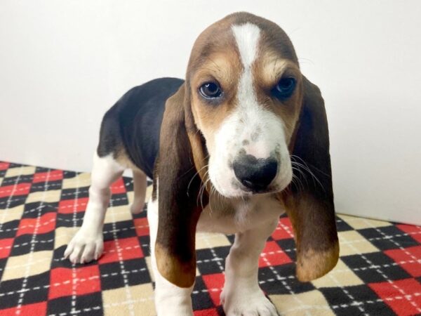 Basset Hound-DOG-Female-Black White / Tan-2831-Petland Hilliard, Ohio