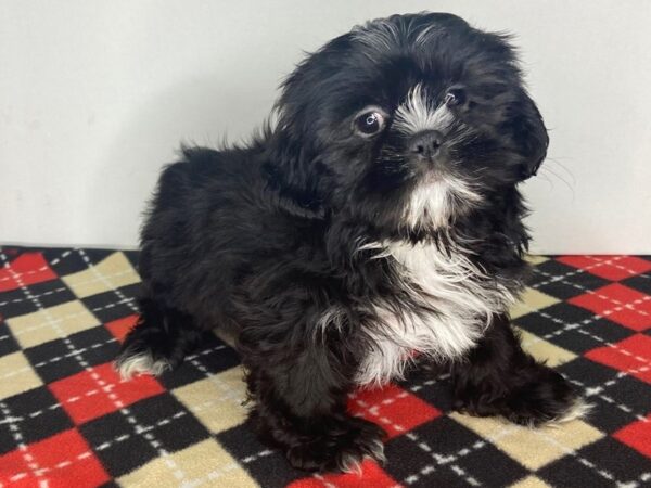 Shih Tzu-DOG-Female-Black-2830-Petland Hilliard, Ohio