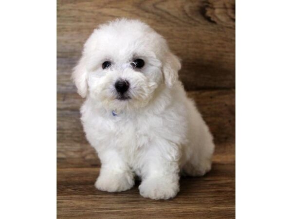 Bichon Frise DOG Female White 2832 Petland Hilliard, Ohio