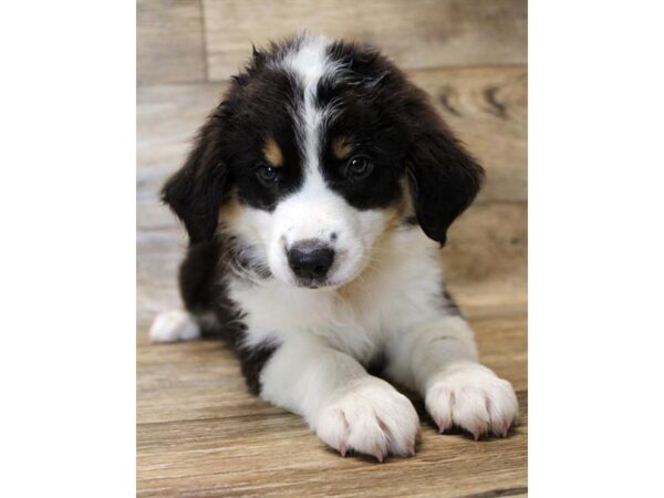 Australian Shepherd-DOG-Female-Black-2833-Petland Hilliard, Ohio