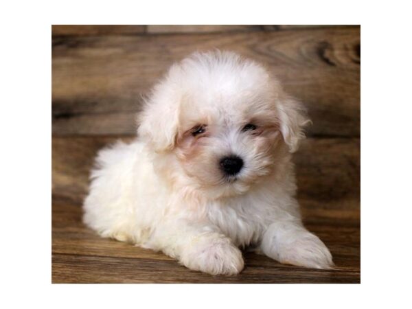 Maltese DOG Male White 2834 Petland Hilliard, Ohio