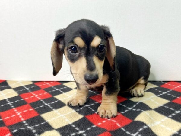 Dachshund Puppy Black / Tan ID:6766 Located at Petland