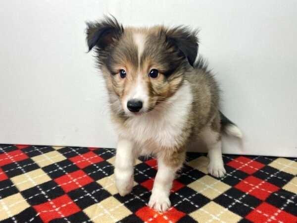 Shetland Sheepdog DOG Male Sable / White 2837 Petland Hilliard, Ohio