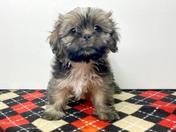 Lhasa Apso DOG Male Grizzle 2835 Petland Hilliard, Ohio