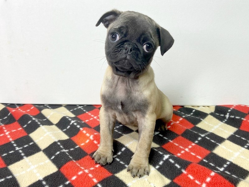 Pug Puppy Apricot Fawn ID:2842 Located at Petland Hilliard, Ohio