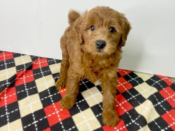 F2 MINI GOLDENDOODLE-DOG-Male-Red-2843-Petland Hilliard, Ohio