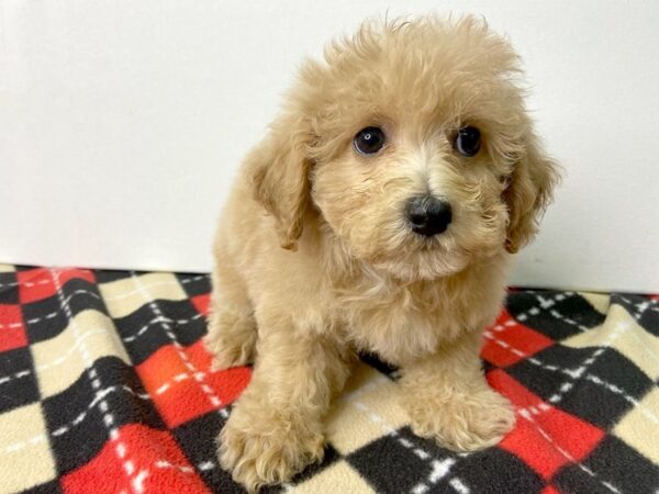 Poo Chon-DOG-Male-light red-2844-Petland Hilliard, Ohio