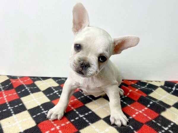 French Bulldog-DOG-Female-cream-2845-Petland Hilliard, Ohio