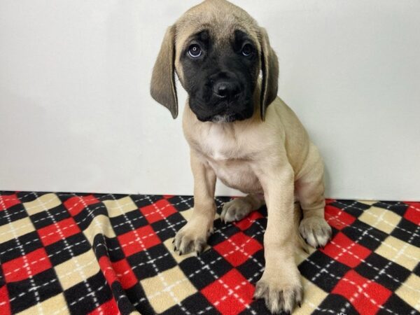 Mastiff DOG Female Fawn 2850 Petland Hilliard, Ohio