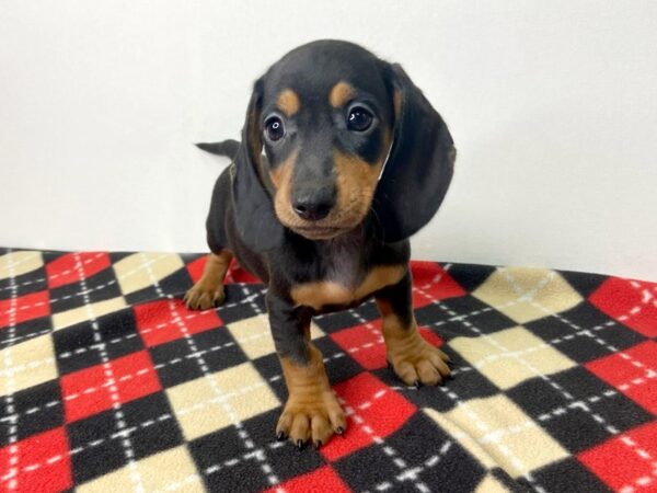 Dachshund Puppy Black / Tan ID:6766 Located at Petland