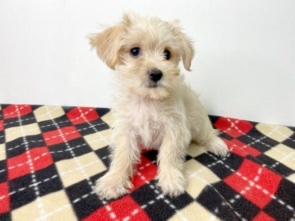 Morkie-DOG-Female-Cream-2849-Petland Hilliard, Ohio