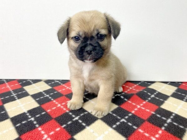 Pekeapoo-DOG-Female-Red Sable-2847-Petland Hilliard, Ohio