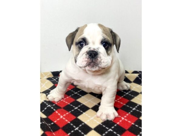 Bulldog-DOG-Female-Fawn-2848-Petland Hilliard, Ohio