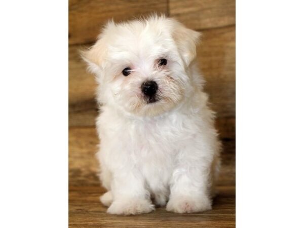 Maltese-DOG-Male-White-2857-Petland Hilliard, Ohio