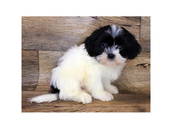 Malshi-DOG-Male-Black / White-2853-Petland Hilliard, Ohio